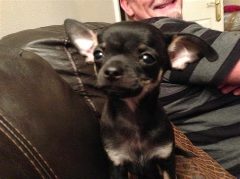 Try the craigslist app » android ios cl. Chihuahua Puppies For Sale Denver Co | PETSIDI