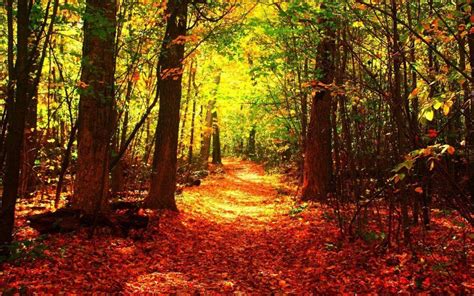Beautiful Fall Forest Wallpapers Top Free Beautiful Fall Forest