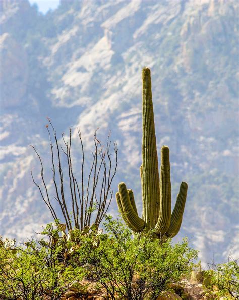 Love The Sonoran Desert Cactus Plants Sonoran Desert Beautiful Photo