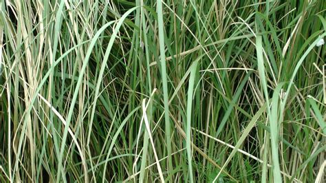 Long Grass Free Stock Photo Public Domain Pictures