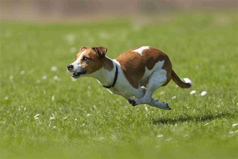 10 Best Energetic Dog Breeds For Active People