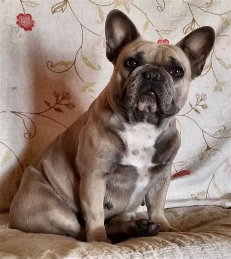 We breed the most awesome french bulldogs in texas! French Bulldog Breeder - Bulldogs for Sale in Oklahoma | S ...