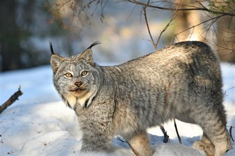 Lynx Canada Lynx Majestic Predator Support Lynx