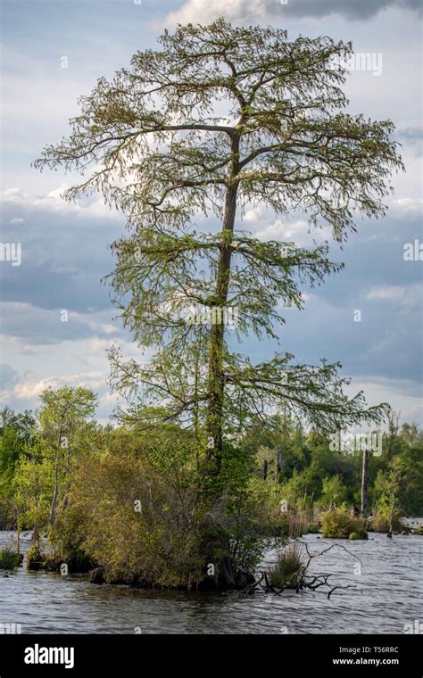 A Bald Cypress Tree In Lake Drummond In The Great Dismal Swamp Wildlife