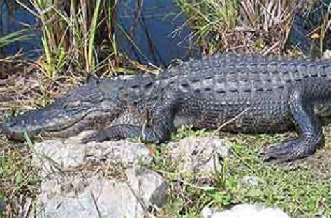 Listcrawler Long Island Alligator Telegraph