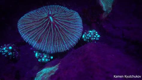 Corals In Violet Coral Fluorescence Youtube