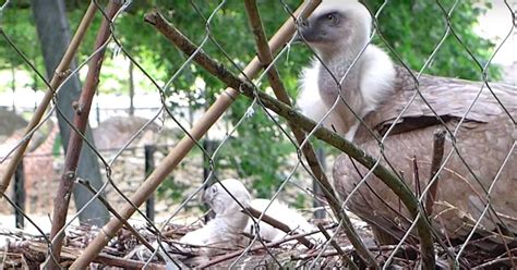 gay vulture couple in amsterdam say goodbye as their chick is released back into the wild news