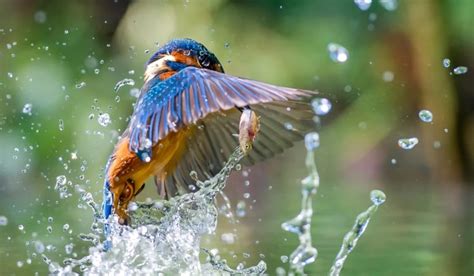 Animals Birds Water Fish Kingfisher Wallpapers Hd