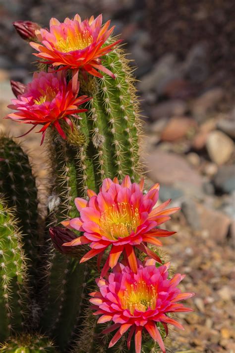 Morning Blooms Desert Cactus Olia Cactus Flower Succulents Depot