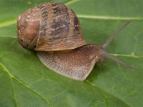 Some experts recommend using copper to prevent snails. Slugs and Snails in the Garden | HGTV