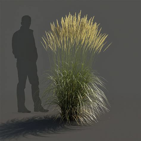 Feather Reed Grass Calamagrostis Acutiflora 3d Model Cgtrader