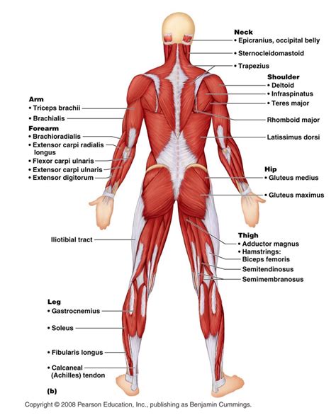 Labeled muscles in the body diagram. Claye Willcox Athlete Dev.: October 2011