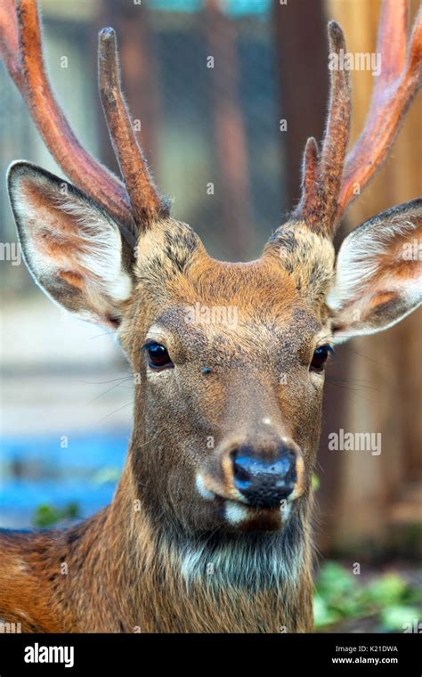 Also Known As The Spotted Deer Or The Japanese Deer Hi Res Stock