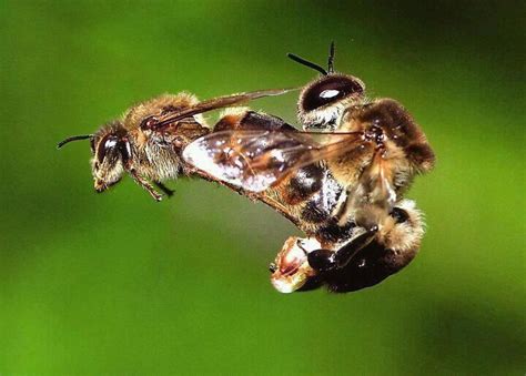 5 Fascinating Honeybee Photos Honey Bee Facts Drone Bee Bee