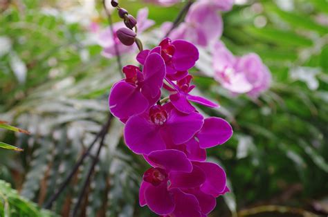 3840x2160 Wallpaper Purple Moth Orchid Peakpx