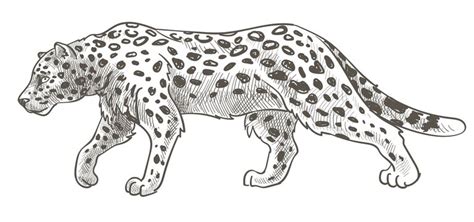 Descubrir Imagen Easy Drawing Of Jaguar In Thptnganamst Edu Vn