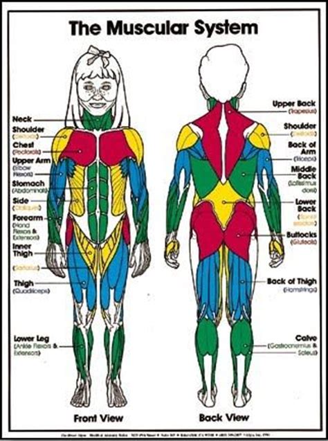 If you know the logic of how a muscle name was derived. 78 Best images about Health Class-Anatomy on Pinterest | Activities, For kids and Lungs
