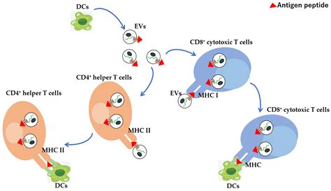 Vaccines Free Full Text Regulation Of Extracellular Vesicle