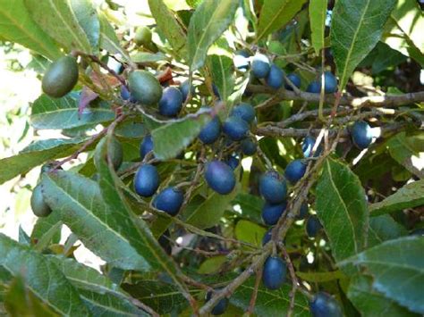 Elaeocarpus Reticulatus Blueberry Ash Australian Native Plant