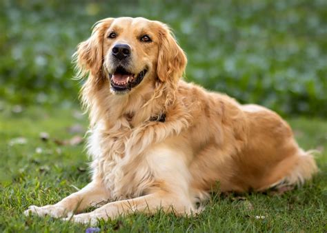 Animal Golden Retriever Hd Wallpaper