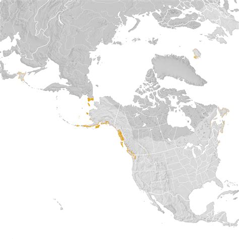 Harlequin Duck Range Map Post Breeding Migration Ebird Status And