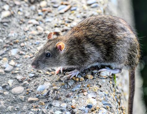 Mice can wreak havoc in any household or office premises, and can cause a lot of damage. How to Prevent Spreading Rat and Mice Populations from ...