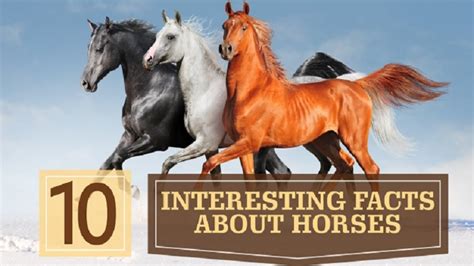 10 Interesting Facts About Horses Video