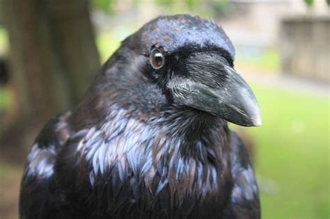 Raven Wikipedia