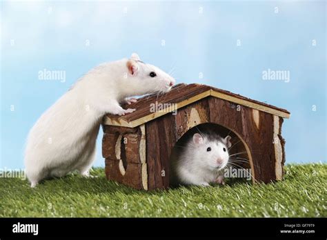 Rats Hi Res Stock Photography And Images Alamy
