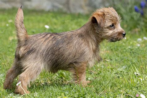 Meet the Norfolk Terrier!
