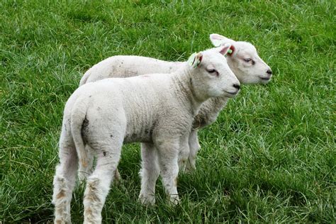 Sheep Lambs Lamb Free Photo On Pixabay