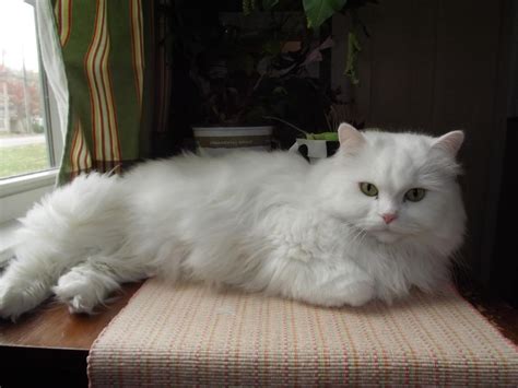 If you are looking to add to the family, you can always stop by during adoption hours to meet the cats. Abby is up for adoption 5 year old female cat - Free to ...