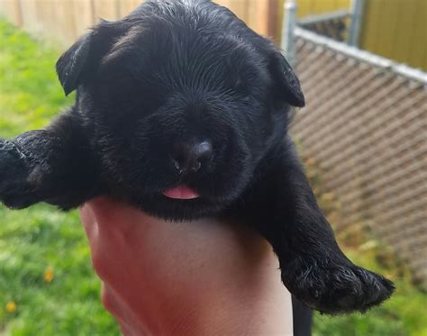 Did you know that we have homed a huge variety of breeds, including very rare ones, to over. Black Russian Terrier Puppies for Sale - AKC Breeder