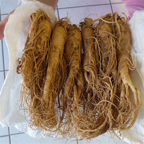 Does panax ginseng work for fibromyalgia? Results of a clinical trial ...