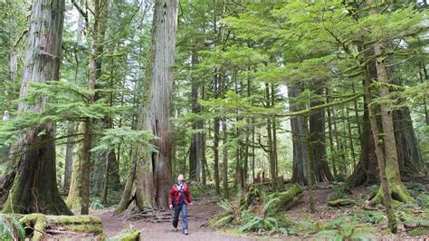 Best Hikes In Vancouver Island Lonely Planet