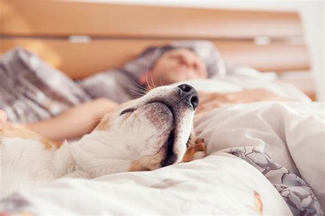 Сон в кровати с собакой фото