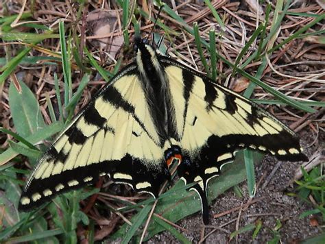 Canadian Tiger Swallowtail Papilio Canadensis Bugguide Net