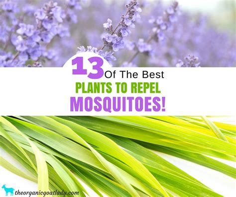 13 Plants That Repel Mosquitoes The Organic Goat Lady Mosquito