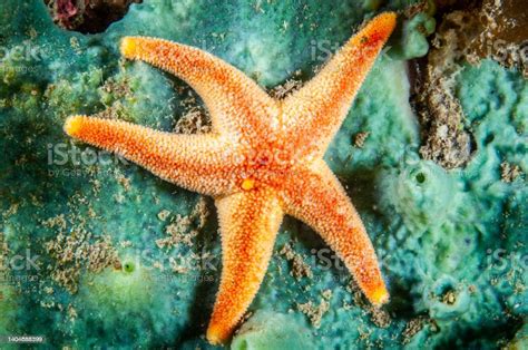 Blood Sea Star Underwater Stock Photo Download Image Now Animal