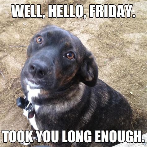 Finally Friday Took You Long Enough Meme Dog Cute Puppy