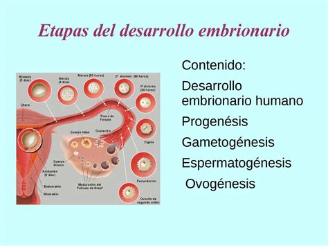 Modelo De Desarrollo Embrionario De Etapas Plenno Kulturaupice
