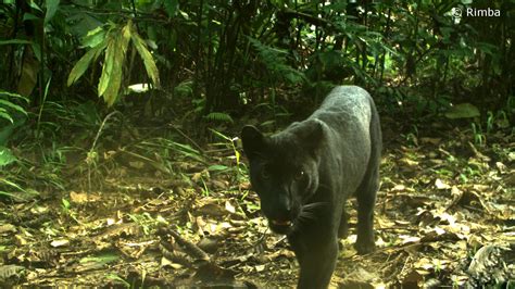 into the heart of the jungle tracking the black panthers of malaysia national geographic blog