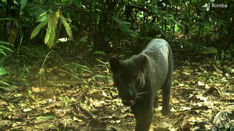 This performance was supported by a better growth recorded by most states in final national accounts statistics (fnas) 2005 provides a new benchmark for malaysia's economic statistics. Into the Heart of the Jungle: Tracking the Black Panthers ...