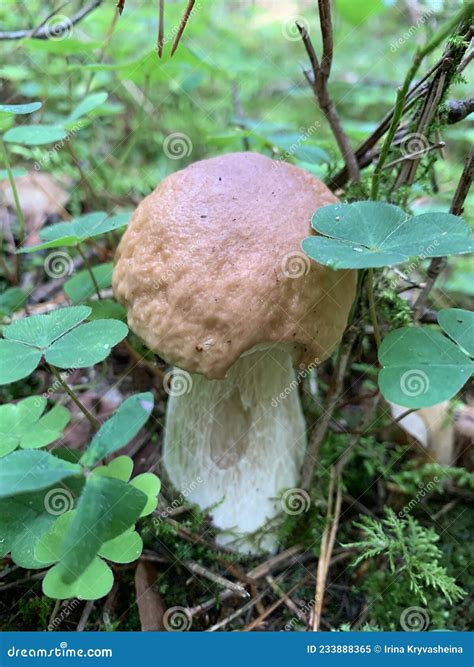 Single Edible Wild Forest Boletus Mushroom Grows In Ground Stock Image