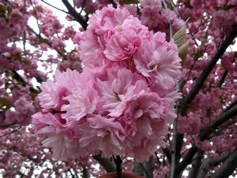 Japanese Cherry Blossom Red Sakura Bonsai Tree 5 Seeds Property Room