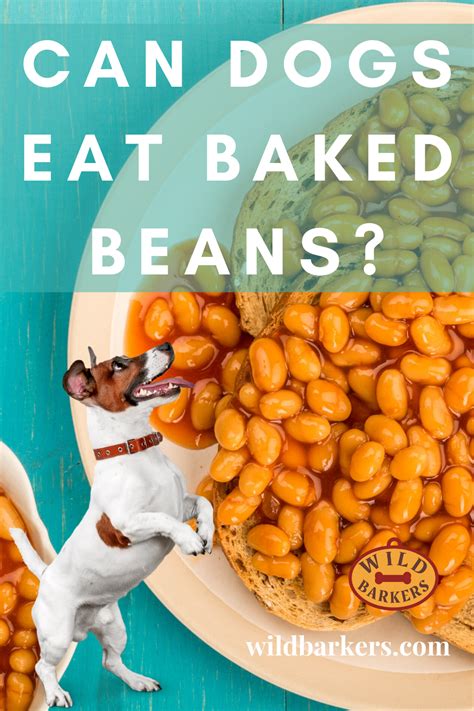 They eat a variety of foods, including meat, vegetables, fruits, carbohydrate although their ancestors were primarily carnivores, dogs today are omnivores. Can Dogs Eat Baked Beans? Toxic? Safe? | Baked beans, Can ...