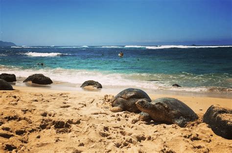 Turtle Beach Laniakea Best Things To Do In Hawaii Oahu Waikiki