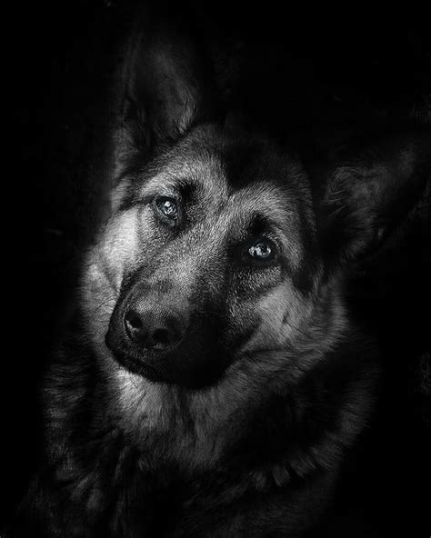 A Black And White Photo Of A German Shepherd Dog Looking At The Camera