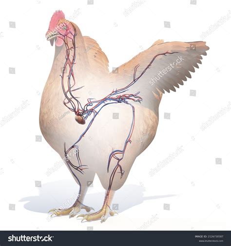 3d Rendered Illustration Chickens Anatomy Vascular Stock Illustration 2126730587 Shutterstock