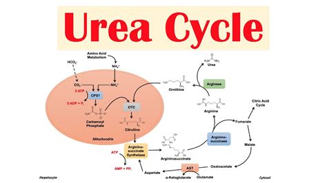 Diagram Of Urea Cycle